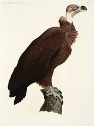 Brauner Geier, Ägypten