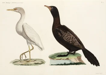 Kuhreiher und Langschwanzkormoran, Ägypten