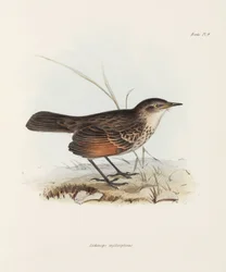 Schnäpper, ca. 1832-1836
