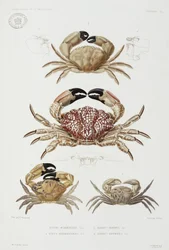 Vier Arten von Krabben