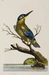 Eisvogel
