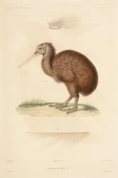 Kiwi, Neuseeland