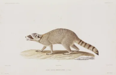 Waschbär, USA