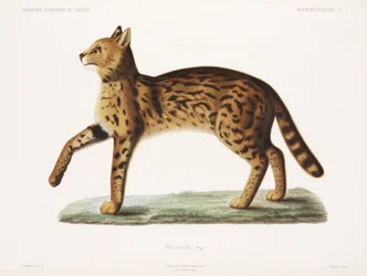 Serval, Algerien