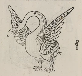 Das Sternbild des Schwans