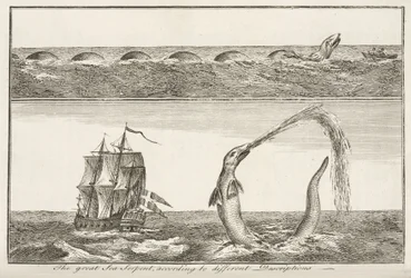 Die große Seeschlange, nach verschiedenen Beschreibungen