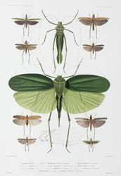 Insektenarten, Teneriffa und Indonesien