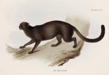 Wiesel- oder Otterkatze, Südamerika, ca. 1832-1836