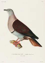 Zoes Taube, Neuguinea