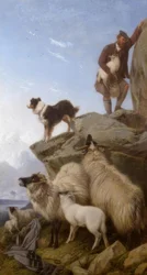 Das verirrte Schaf, Gemälde von R. Ansdell, 1868