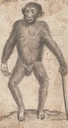 Affen (einer von dreien auf einem Berg)