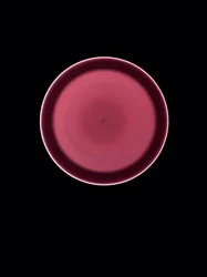 Ohne Titel, 2004
