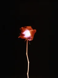 Ohne Titel, 2007