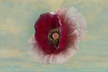 Karmesinrote Mohnblüte