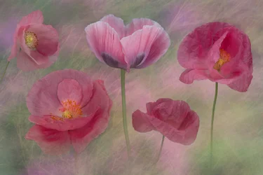 Träumende Rosa Mohnblumen