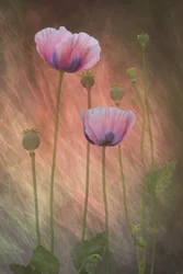 Traumhafte rosa Mohnblumen