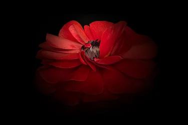 Elegante rote Blüte