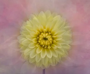 Weiche Gelbe Dahlienblüte