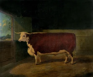 Porträt eines preisgekrönten Hereford-Ochsen, 1874