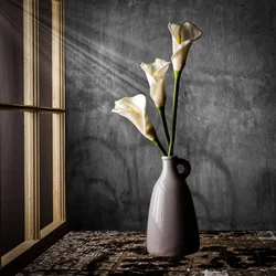 Calla-Lilien im Sonnenlicht