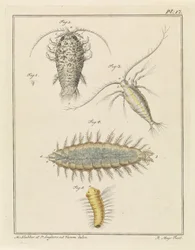 Assel, Copepode und Borstenwurm