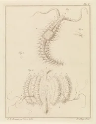 Fransenwurm und eine Rippenqualle