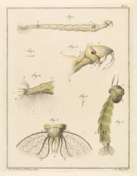 Larve der Pluimmücke