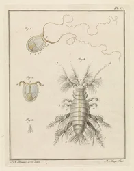 Polypenqualle und ein Sandflohkrebs
