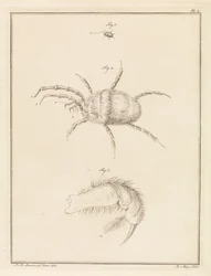 Rote Spinne