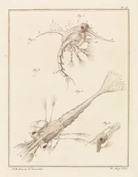 Zwei Entwicklungsstadien der Strandkrabbenlarve