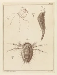 Verschiedene Meerestiere