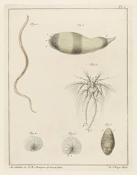 Verschiedene Meerestiere