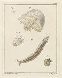 Verschiedene Meerestiere