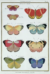Schmetterlinge aus 