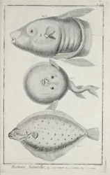 Illustration aus 