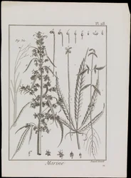 Marineschema von Blumen, ca. 1810