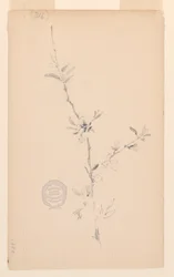 Ast