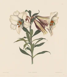 Eine Auswahl von Hexandrian-Pflanzen, die zur natürlichen Ordnung der Amaryllidae und Liliacae gehören: Japanische Lilie