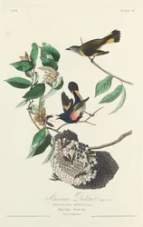 Amerikanischer Waldsänger, 1828