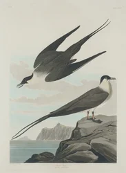 Arktischer Jäger, 1835