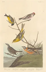 Arkansaw Girlitz, Mealy Red-poll, Louisiana Tanager, Townsend