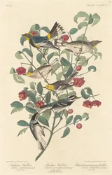 Audubons Waldsänger, Einsiedler-Waldsänger und Schwarzkehl-Waldsänger, 1837