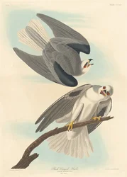 Schwarzflügeliger Falke, 1837