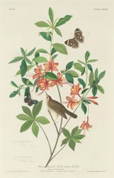 Braunköpfiger Wurmfresser, 1834