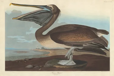 Brauner Pelikan, 1838