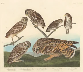 Erdkauz, Großköpfiger Erdkauz und Kleiner Nachtkauz, 1838