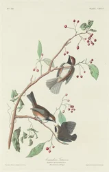 Kanadische Meise, 1834