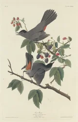 Katzenvogel, 1832