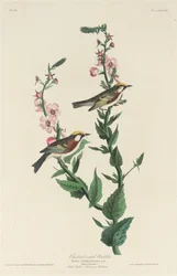 Kastanienseitiger Waldsänger, 1829