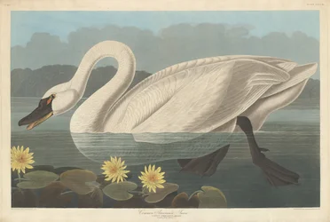 Amerikanischer Schwan, 1838